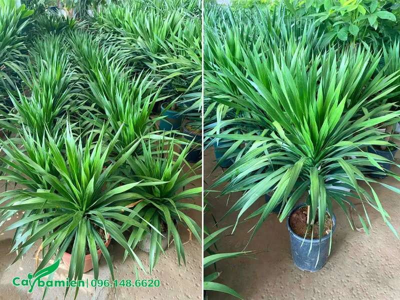 Nhà vườn Cây Ba Miền cung cấp cây giống Phát Tài Núi