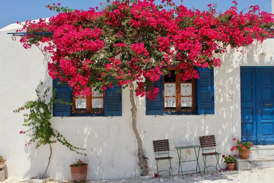 Cây Hoa Giấy Leo Giàn Cổng với tán lá xanh mướt.