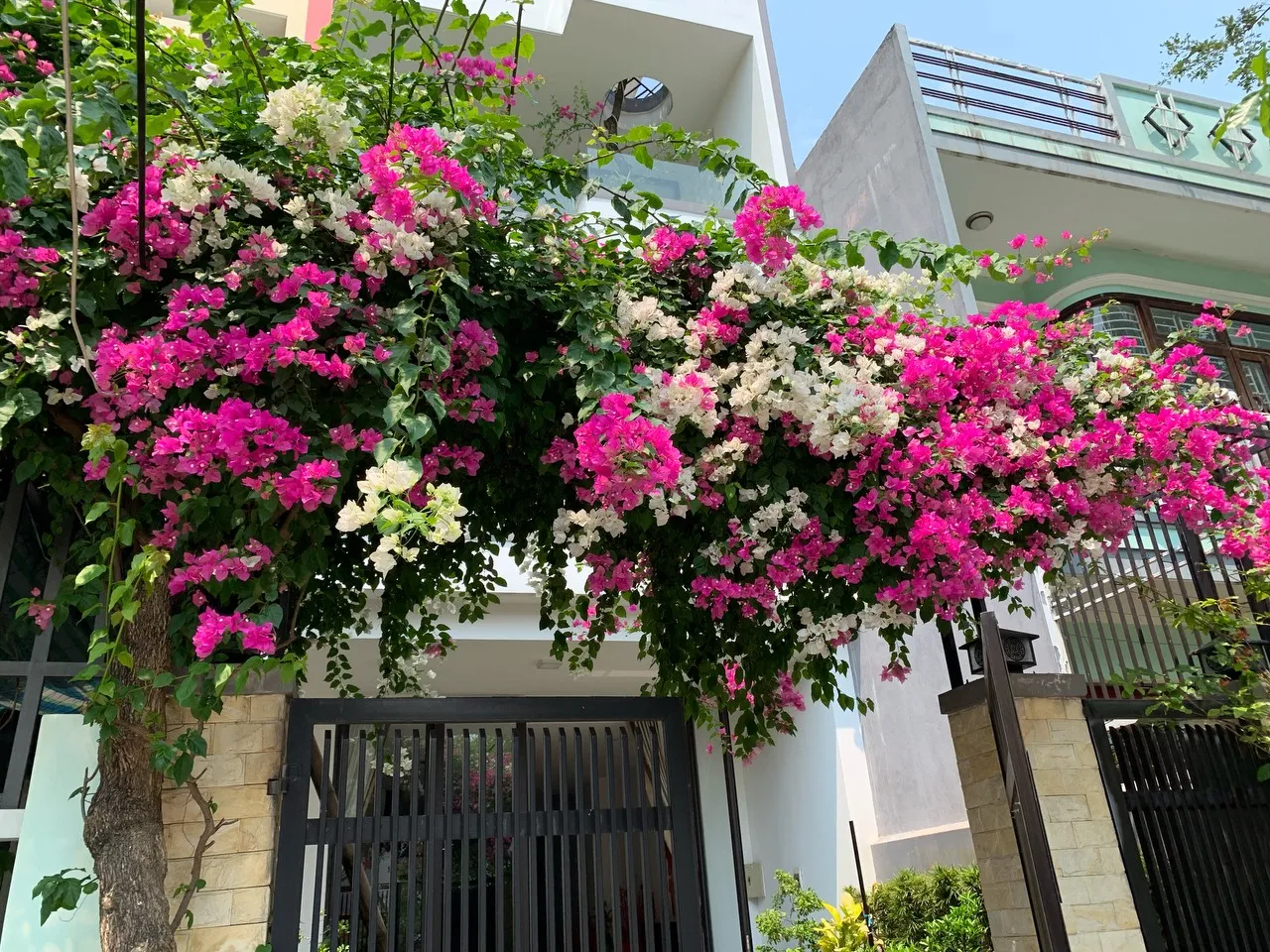 Cây Hoa Giấy Leo Giàn Cổng rực rỡ sắc màu.