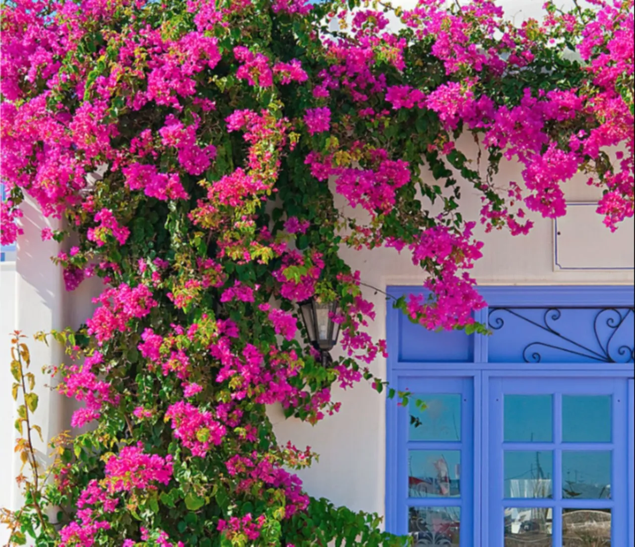 Cây Hoa Giấy Leo Giàn Cổng với những đóa hoa tím rực rỡ.