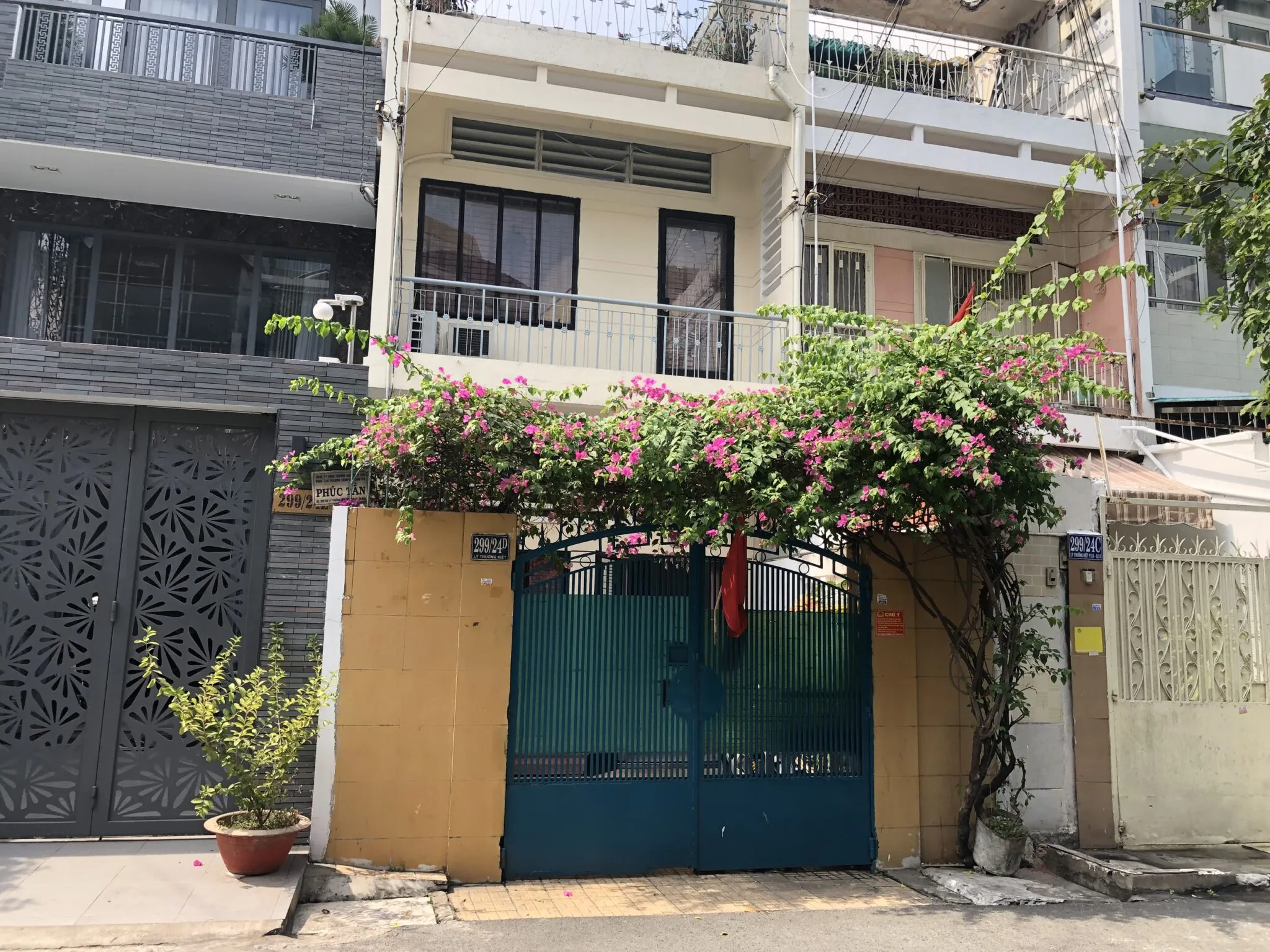 Cây Hoa Giấy Leo Giàn Cổng phủ kín hàng rào.