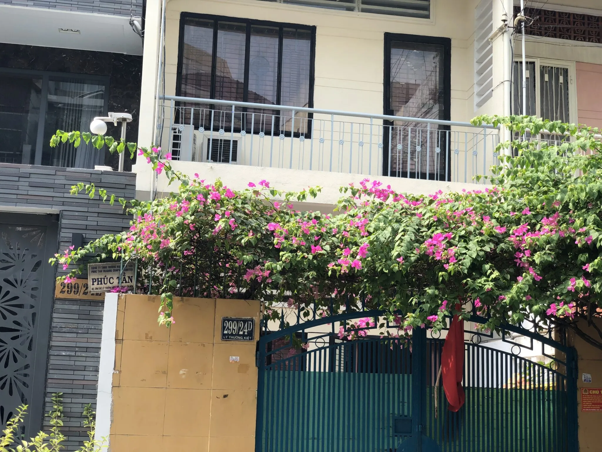 Cây Hoa Giấy Leo Giàn Cổng với những chùm hoa đua nhau khoe sắc.