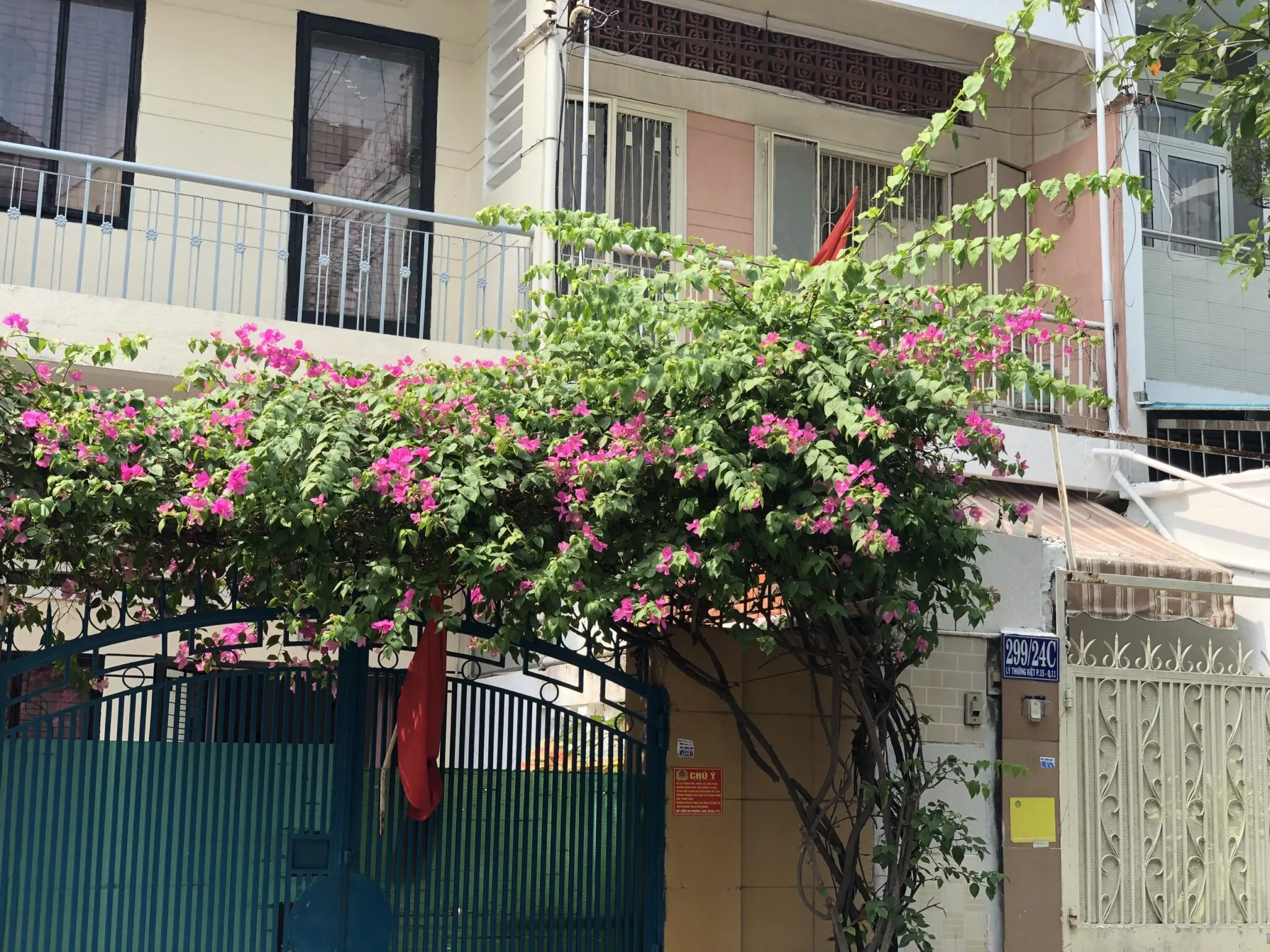 Cây Hoa Giấy Leo Giàn Cổng phủ kín lối đi.