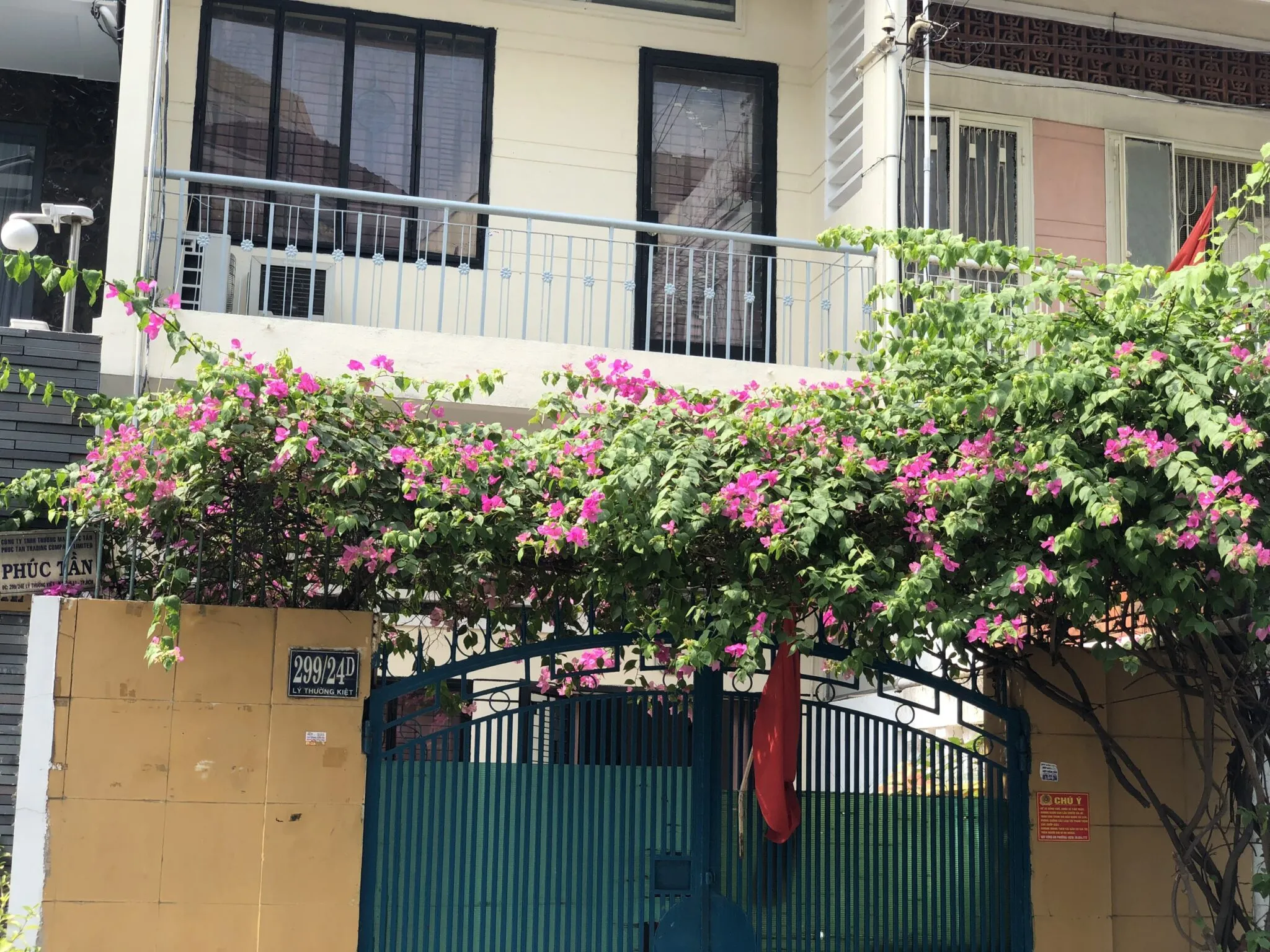 Cây Hoa Giấy Leo Giàn Cổng đa sắc màu.