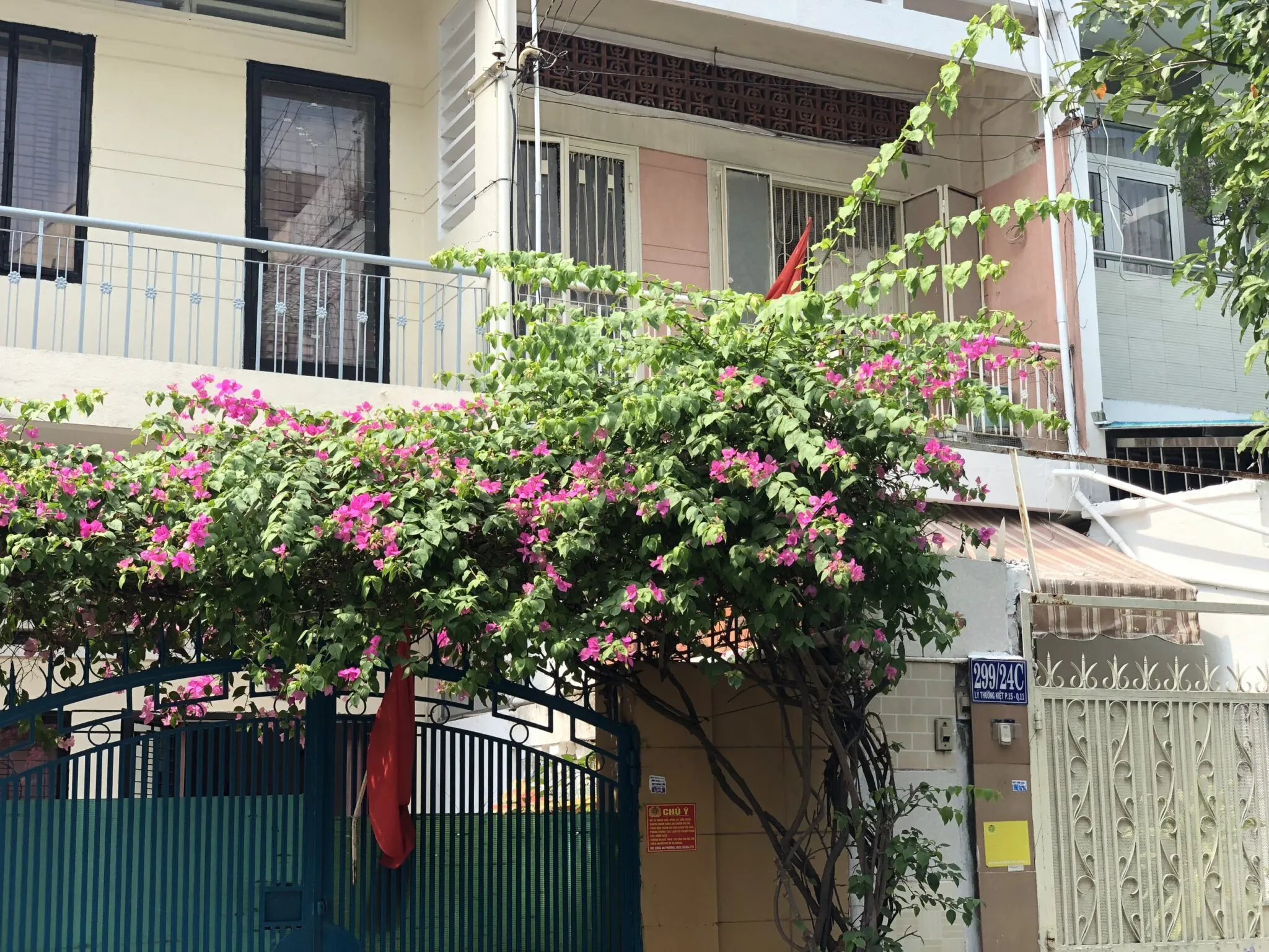 Cây Hoa Giấy Leo Giàn Cổng với hoa nở rộ.