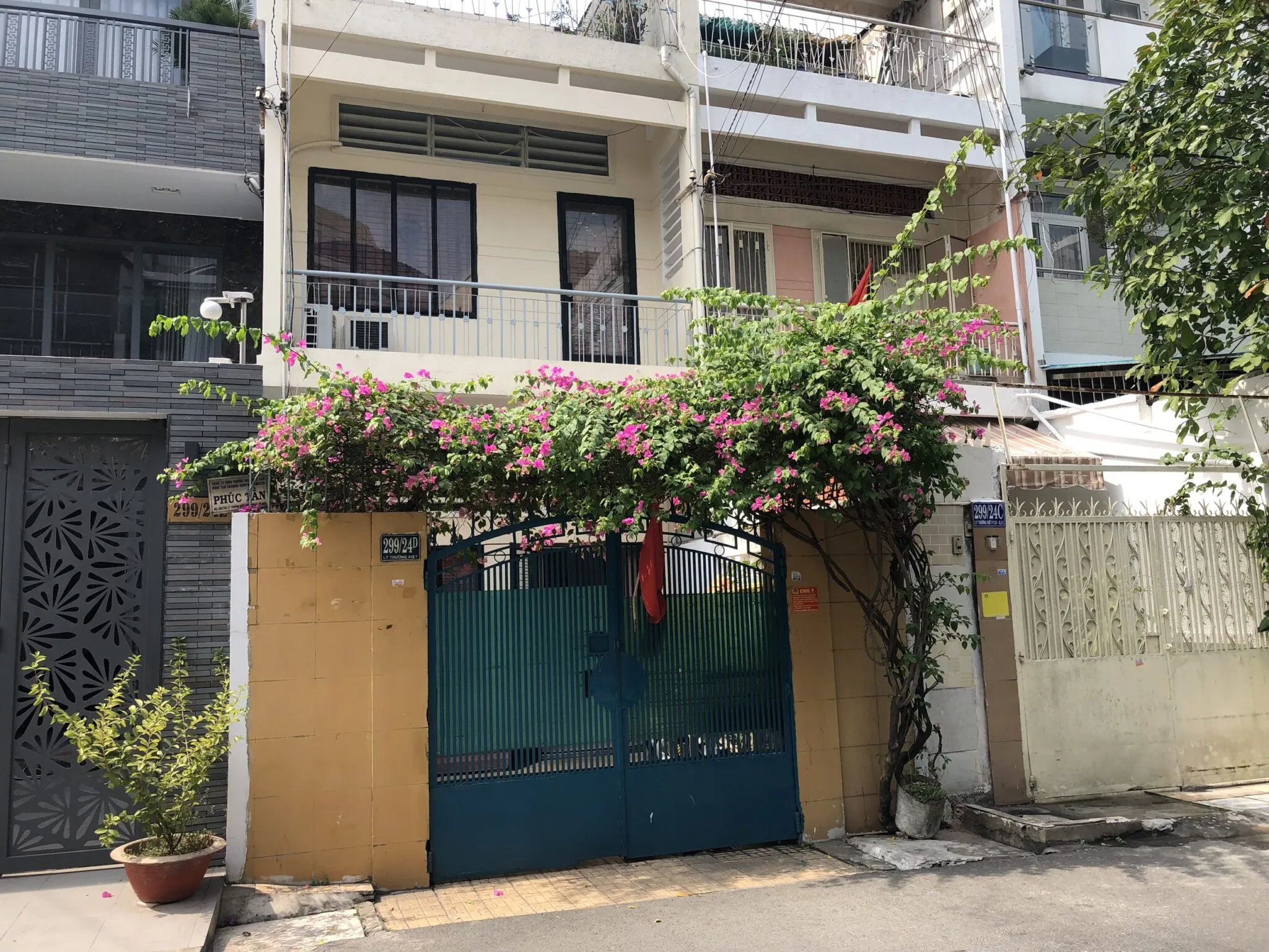 Cây Hoa Giấy Leo Giàn Cổng bung nở sắc hoa.