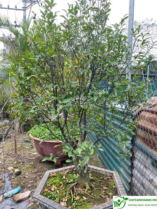 Cây lan tiêu đã thuần chậu