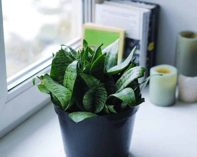 Ý nghĩa phong thủy của cây lưỡi hổ