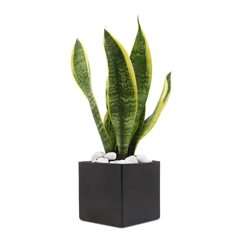 Cây lưỡi hổ giúp thanh lọc không khí