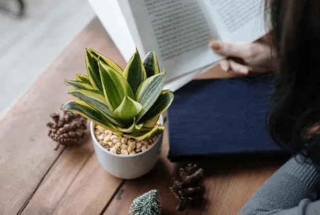 Chế độ tưới nước cho cây lưỡi hổ