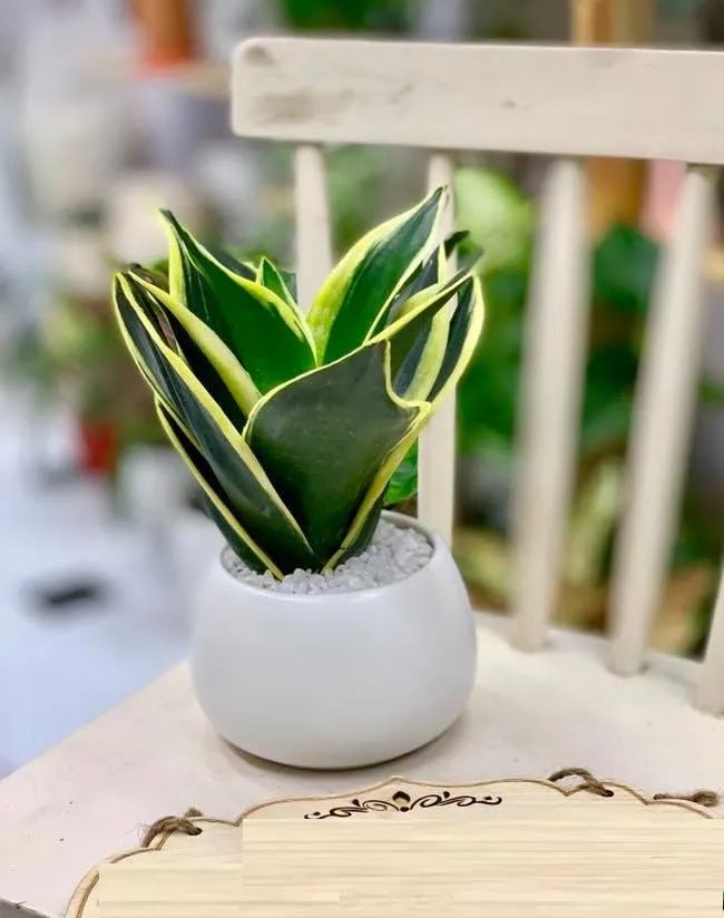 Nhân giống cây lưỡi hổ bằng cách tách bụi