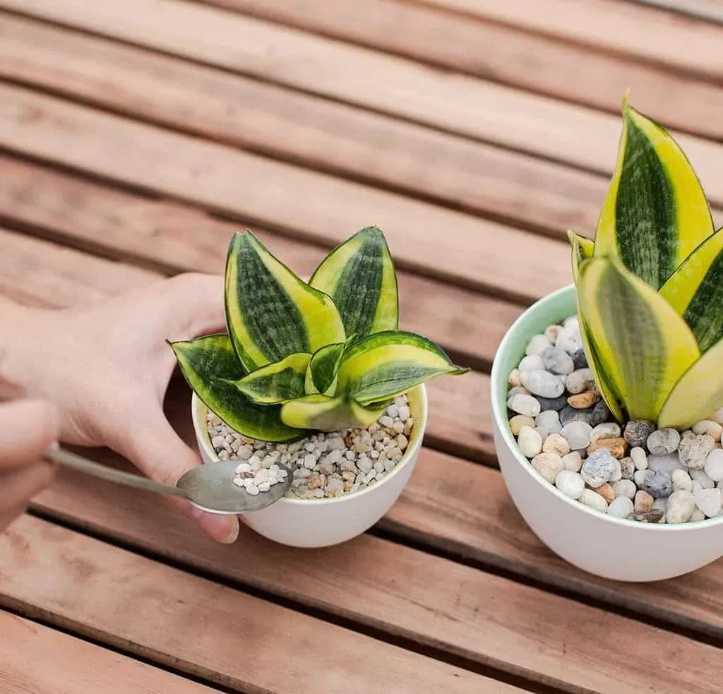 Giá thể trồng cây lưỡi hổ