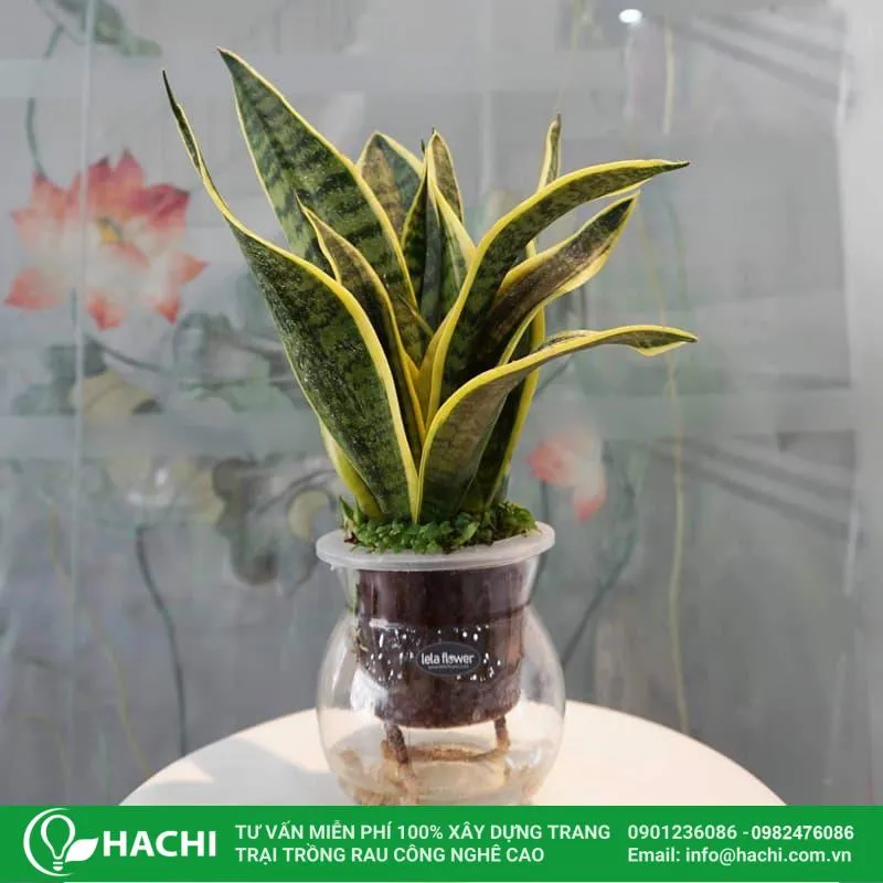 Cây lưỡi hổ thủy sinh