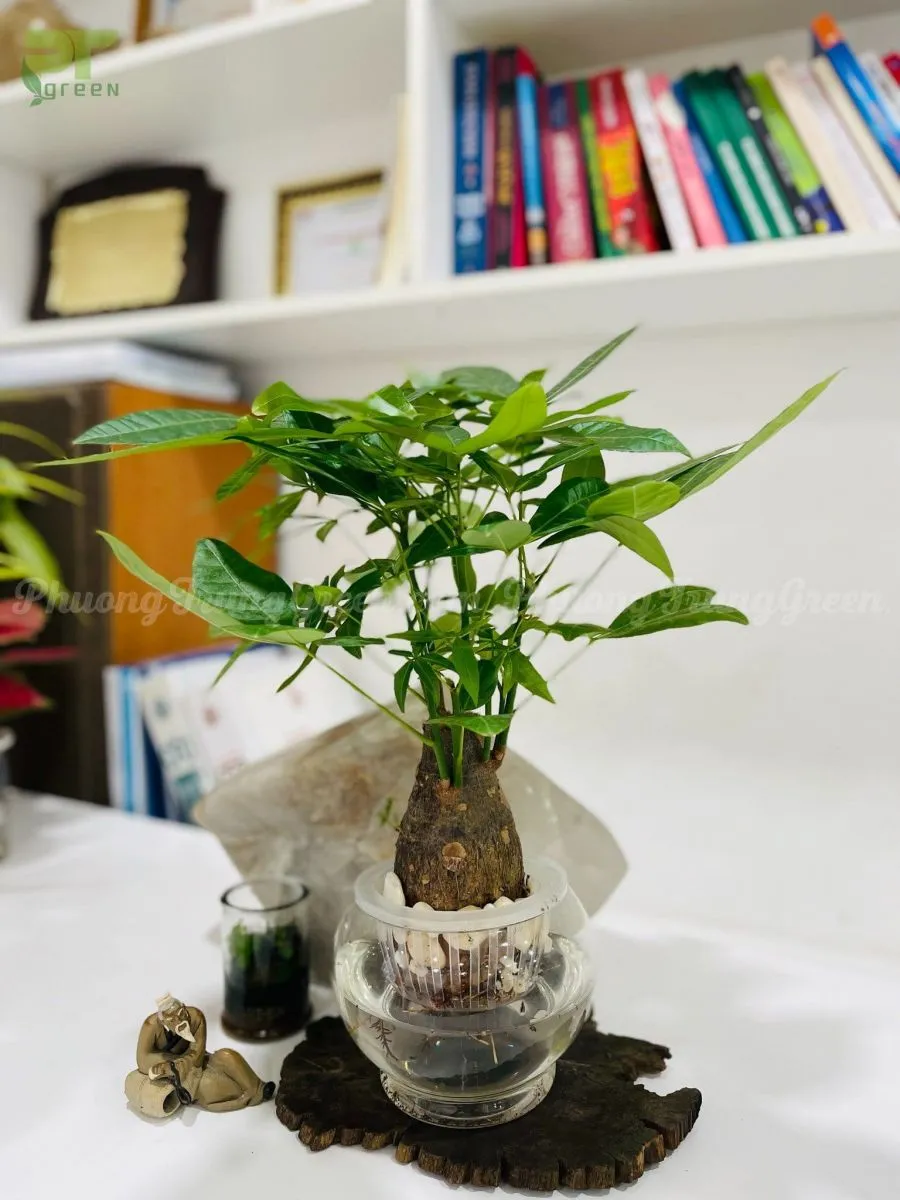 Cây Kim Ngân thủy sinh với bộ rễ trắng khỏe mạnh