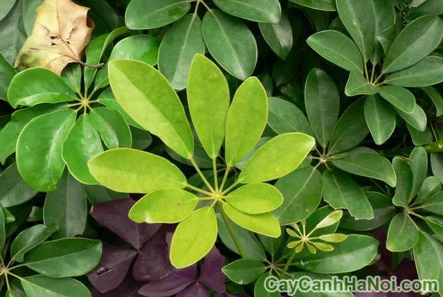 Cây Ngũ Gia Bì Bonsai: Tạo Điểm Nhấn Tự Nhiên Cho Không Gian