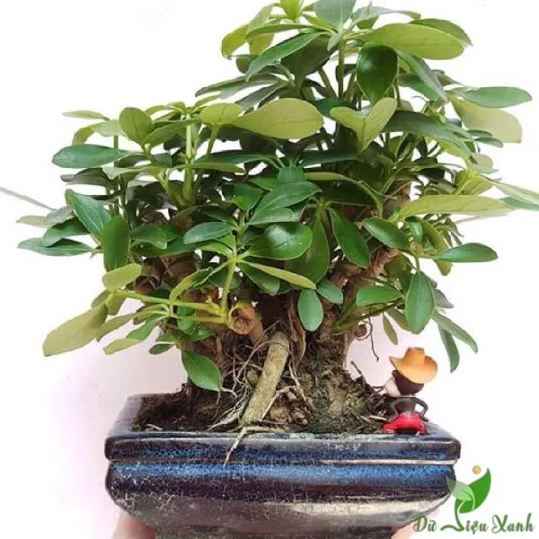 Cây Ngũ Gia Bì Bonsai: Tạo Điểm Nhấn Tự Nhiên Cho Không Gian