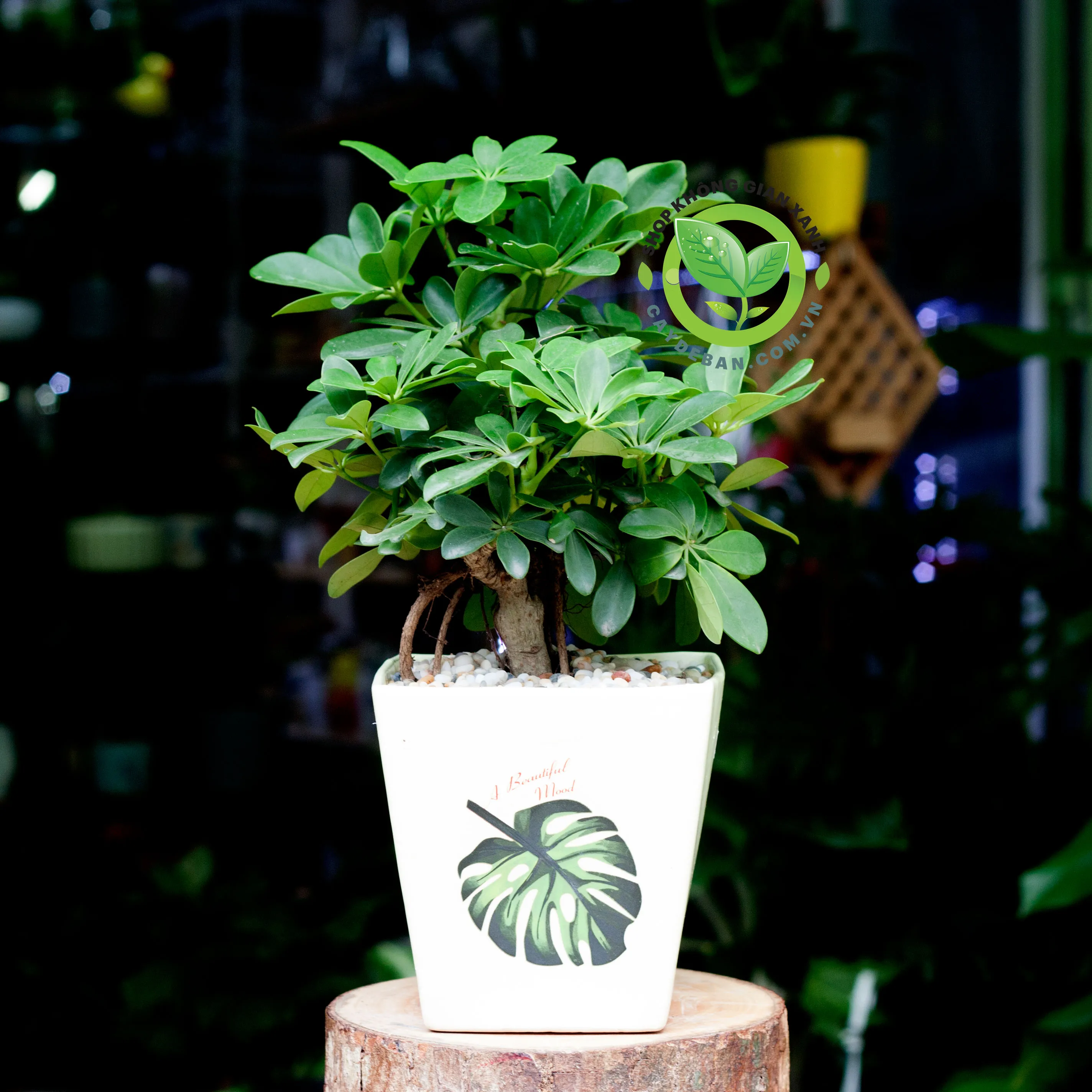 Cây Ngũ Gia Bì Bonsai: Tạo Điểm Nhấn Tự Nhiên Cho Không Gian