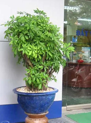 Cây Ngũ Gia Bì Bonsai: Tạo Điểm Nhấn Tự Nhiên Cho Không Gian