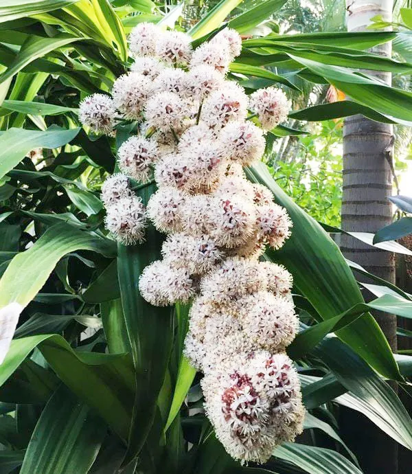 Cây phát tài ra hoa mang lại nhiều ý nghĩa cho gia chủ