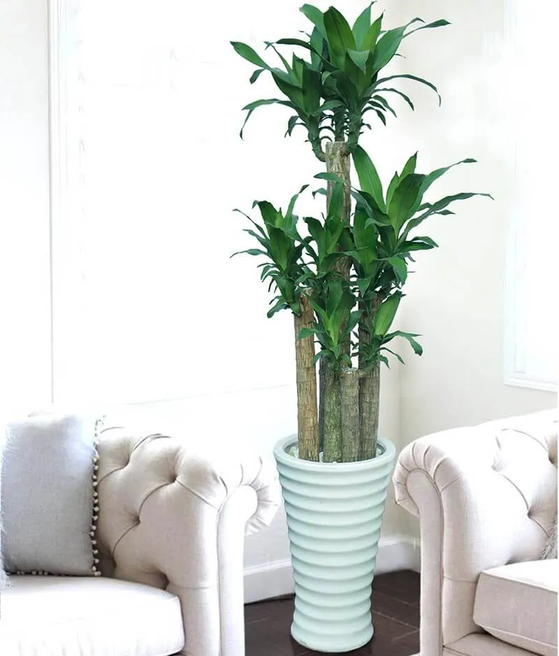 Cây phát tài được đặt trang trọng trong phòng khách