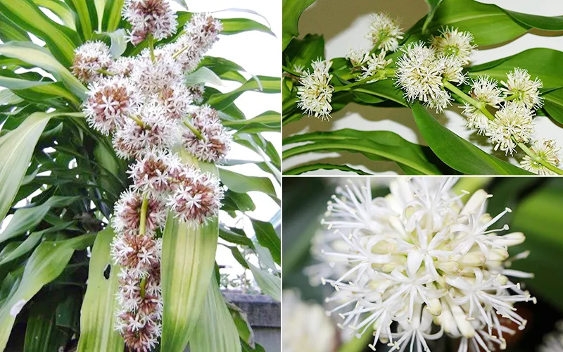 Cận cảnh những bông hoa phát tài trắng muốt, tỏa hương thơm