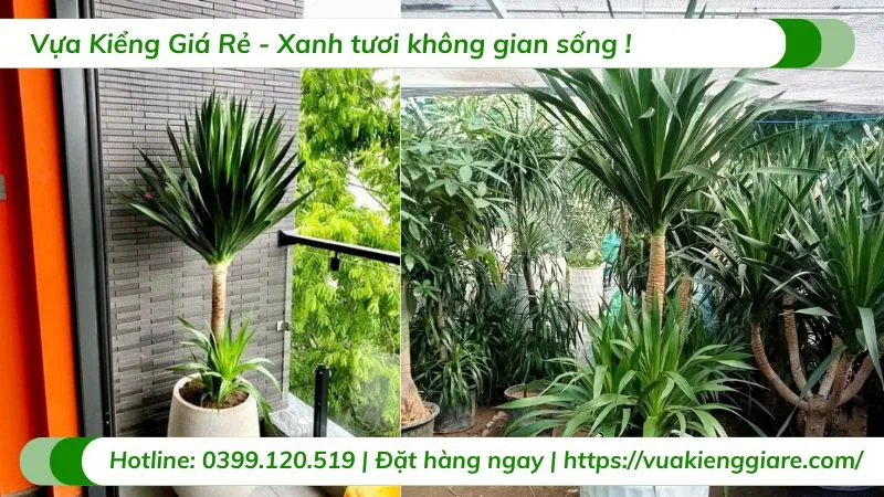 Cây phát tài núi 1 thân trồng chậu