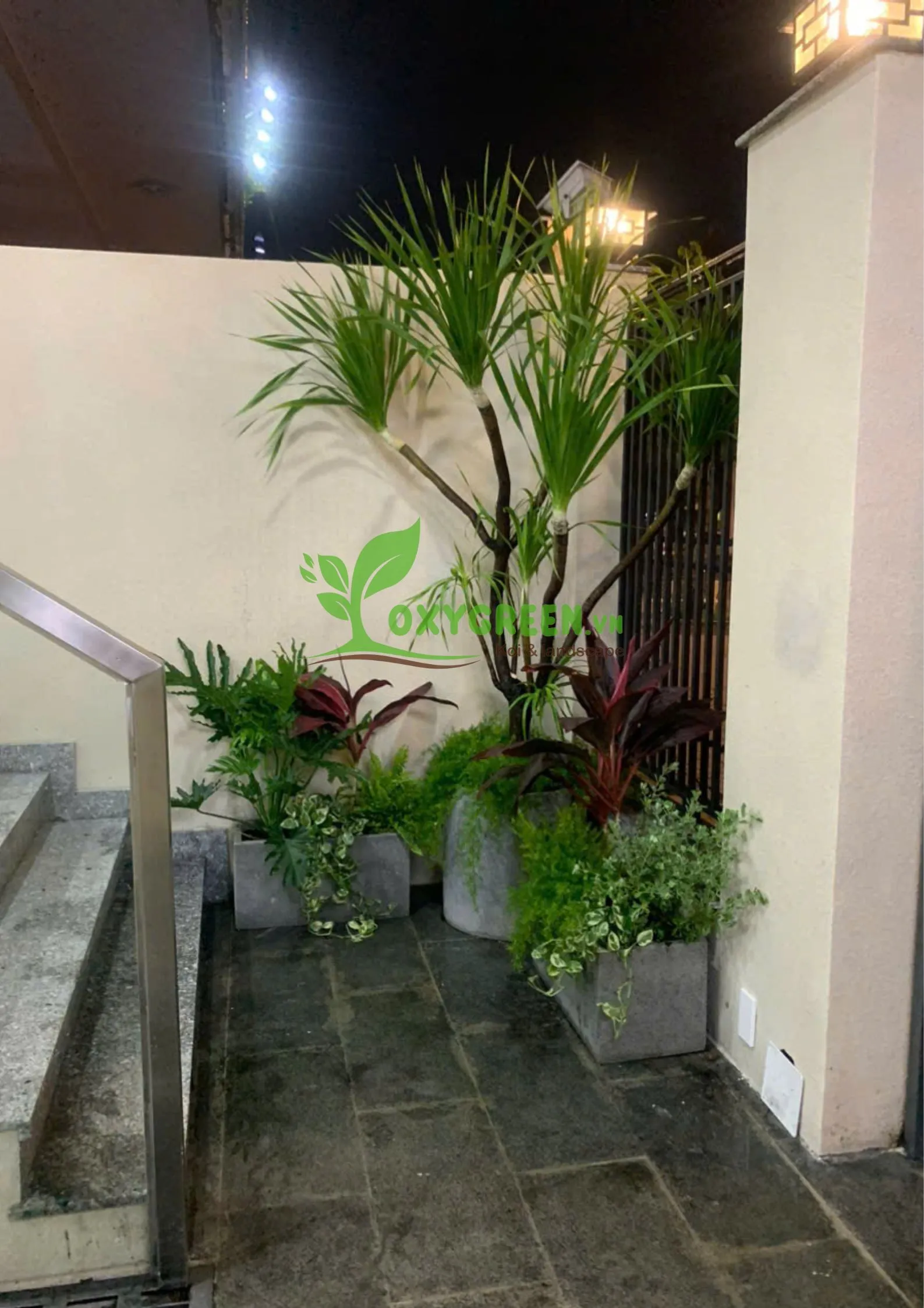 Cây phát tài núi trang trí không gian quán cà phê