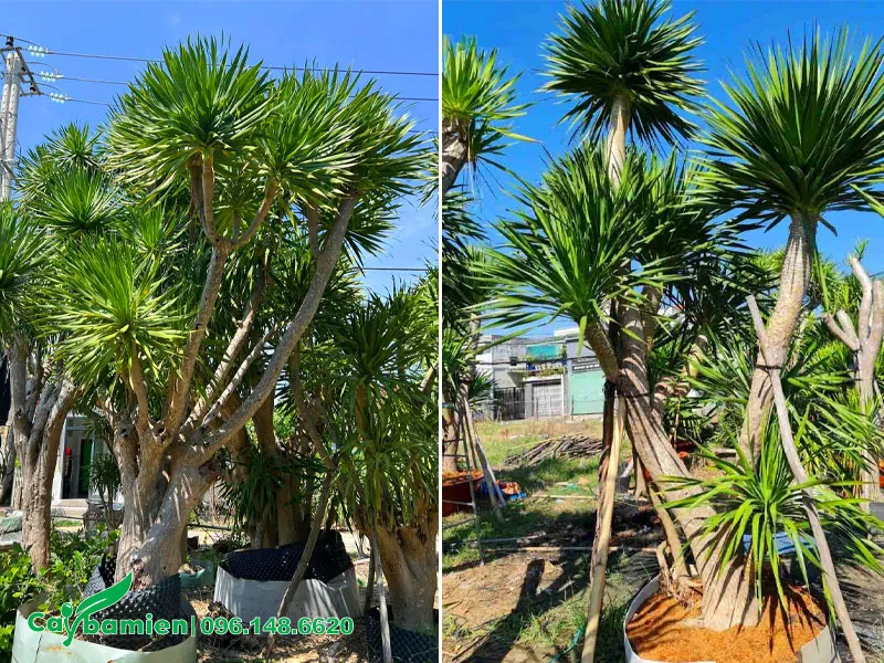 Dăm ủ số lượng lớn cây phát tài núi phong thủy đường kính gốc từ 25cm trở lên