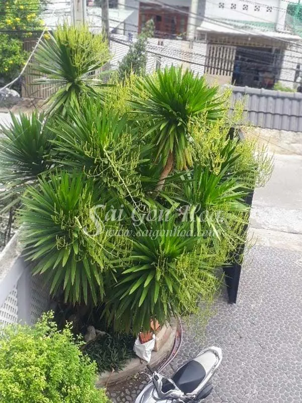 Cây phát tài núi ra hoa