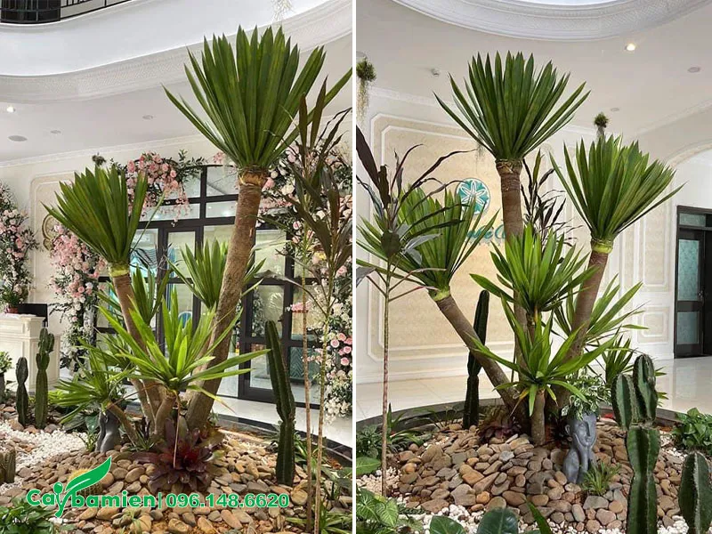 Trồng cây Phát Tài Núi tạo tiểu cảnh đẹp cho quán cafe