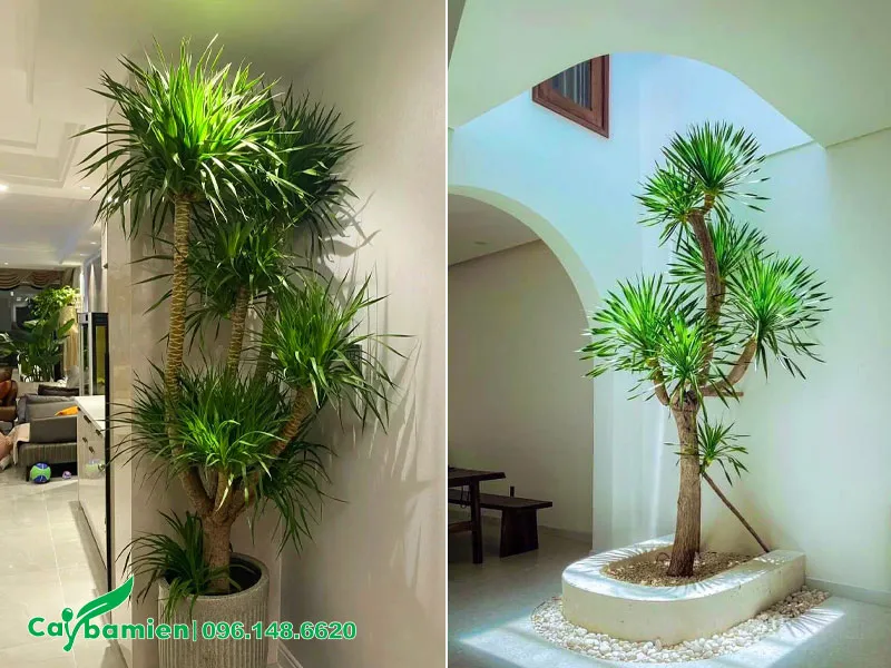 Trồng cây cảnh phát tài núi trong nhà, vị trí giếng trời