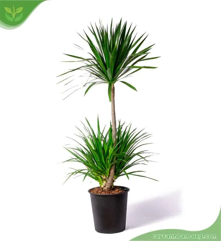 Cây Phát Tài Núi với lá xanh mướt và dáng cây uyển chuyển