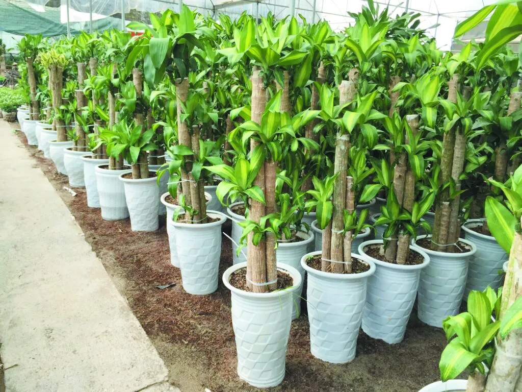 Cây phát tài theo mệnh và số lượng phù hợp