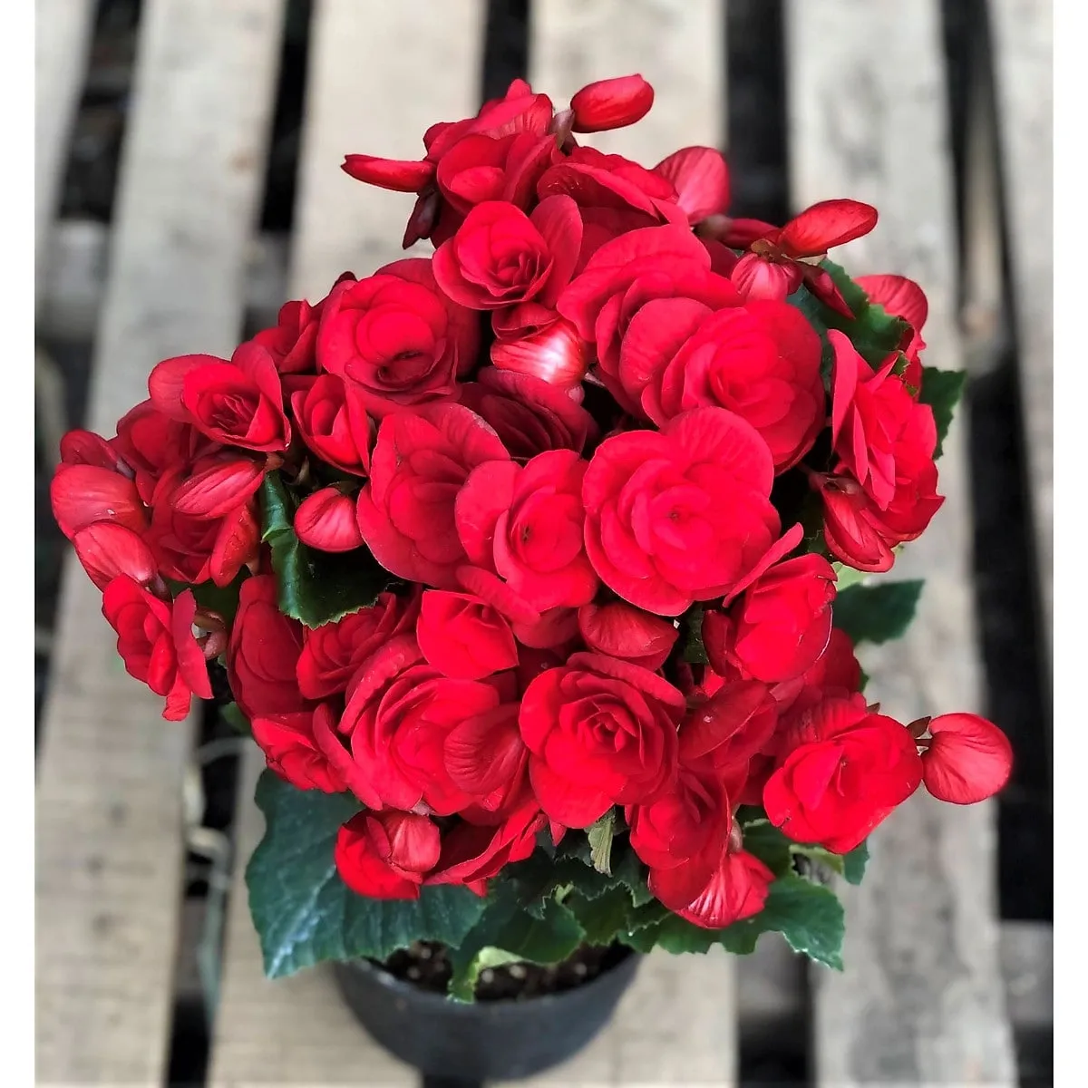 Với vẻ ngoài rực rỡ, Thu Hải Đường sẽ là món quà tặng vô cùng ý nghĩa