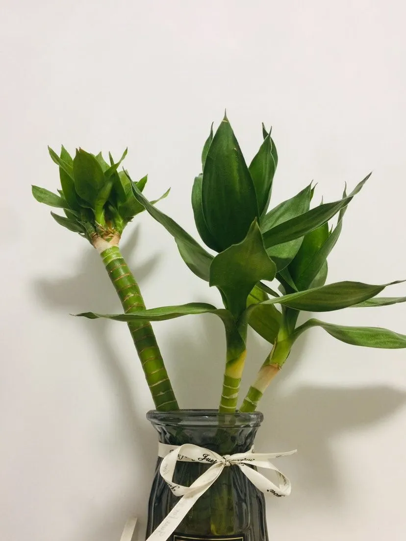 Đây là loại cây được trồng trong nhà nhằm thu hút tài lộc cho gia chủ