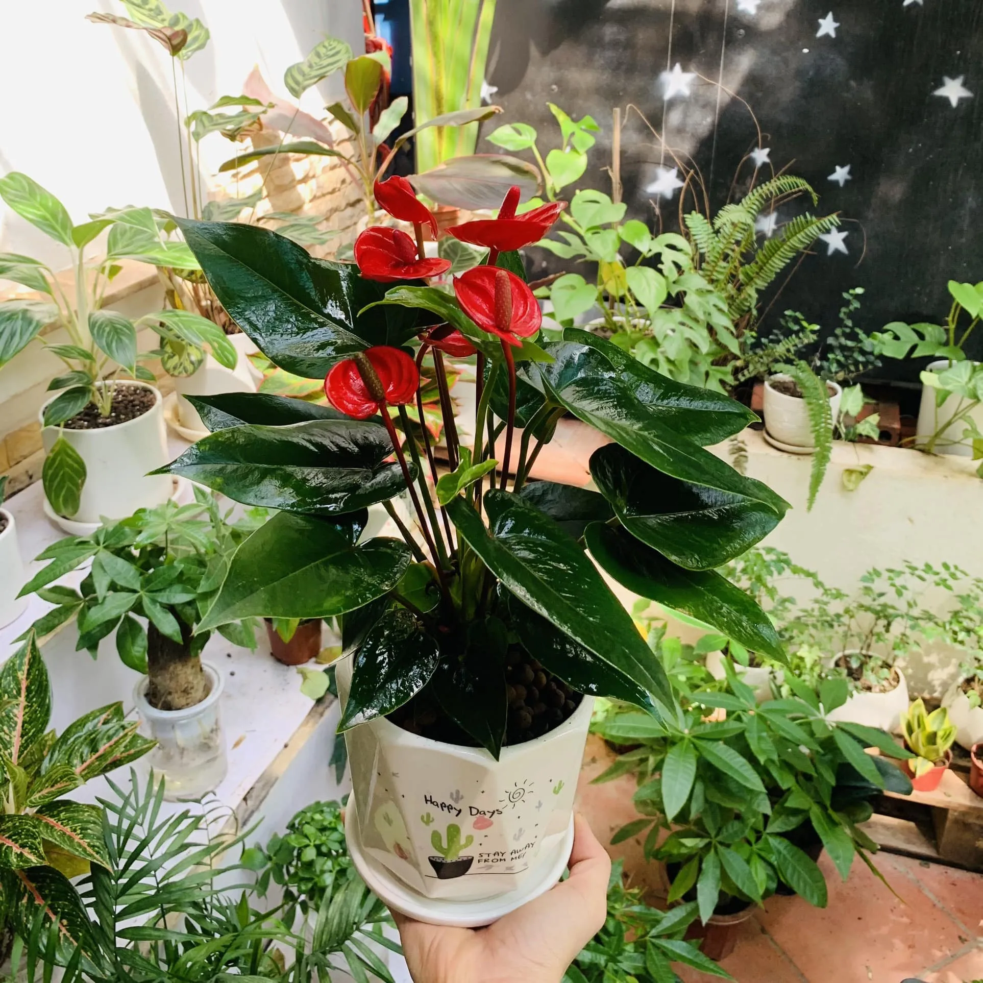 Cây Hồng Môn mang đến năng lượng tích cực giúp bạn tự tin hơn mỗi ngày