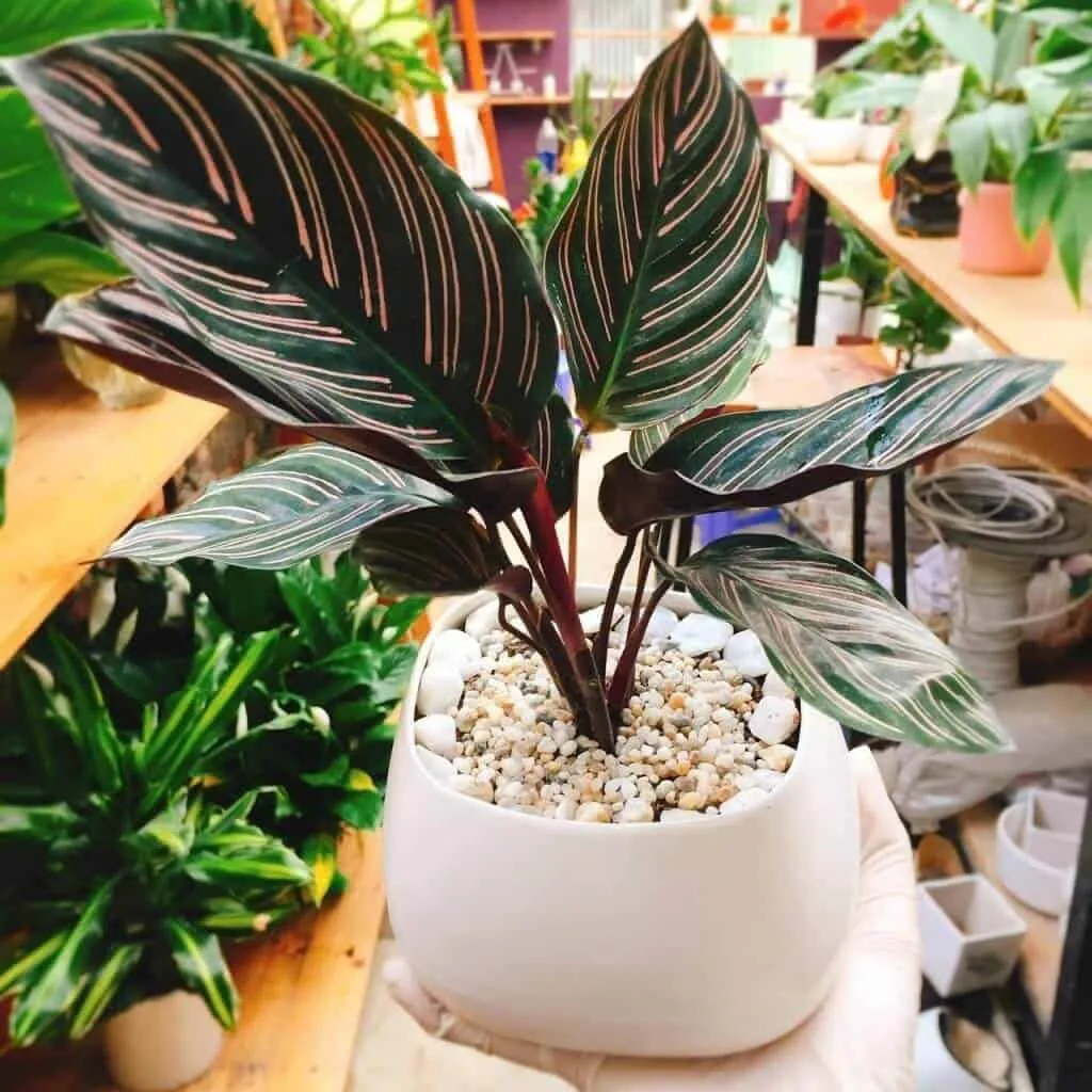 Cây Đuôi Công tượng trưng cho sự may mắn và viên mãn hạnh phúc