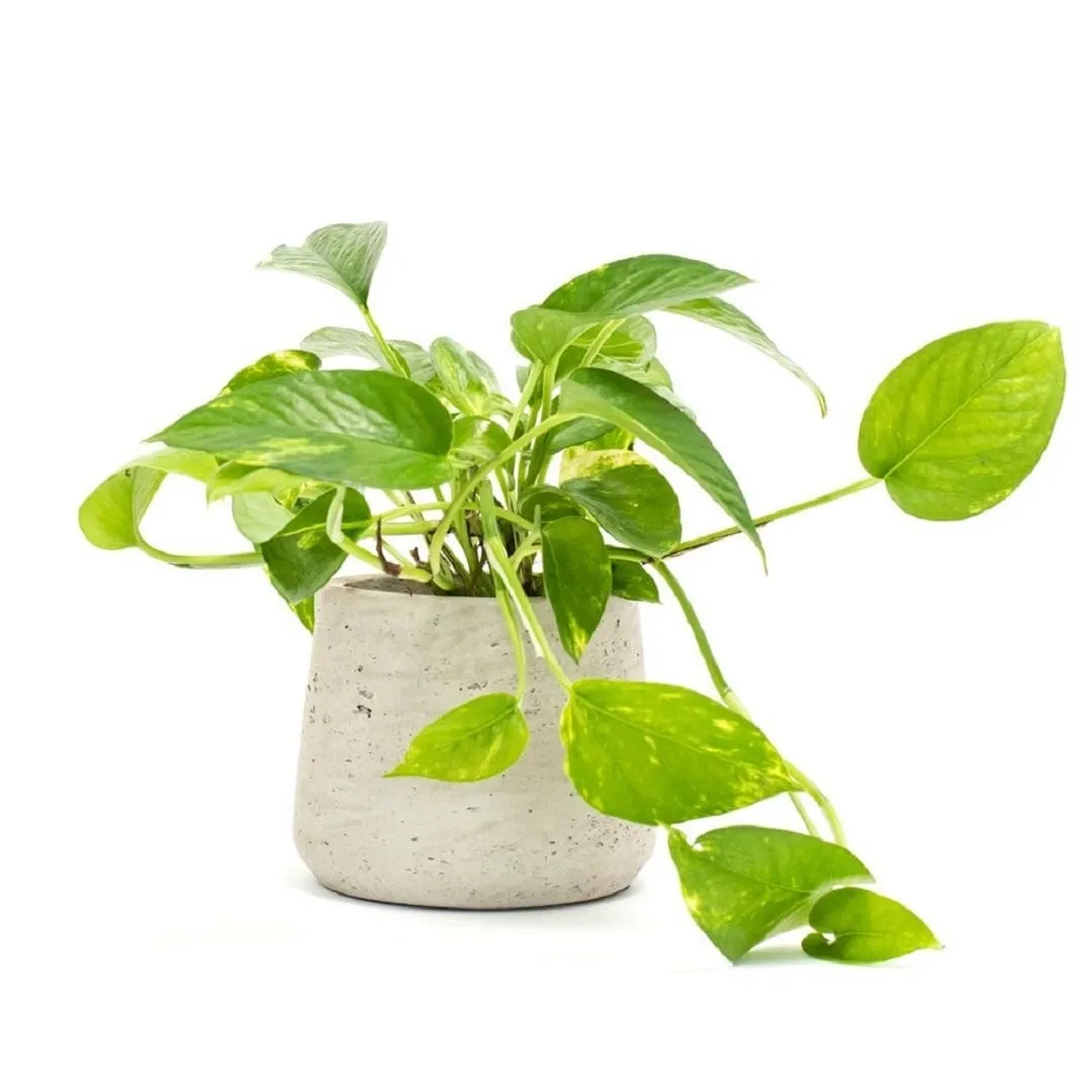 Cây trầu bà được nhiều người ưa chuộng và dùng để trang trí trong nhà