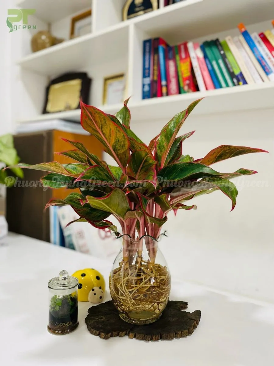Cây Phú Quý trồng thủy sinh với lá đỏ rực rỡ