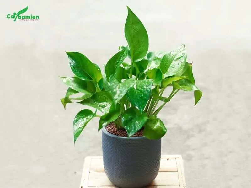 Cây trầu bà đế vương xanh