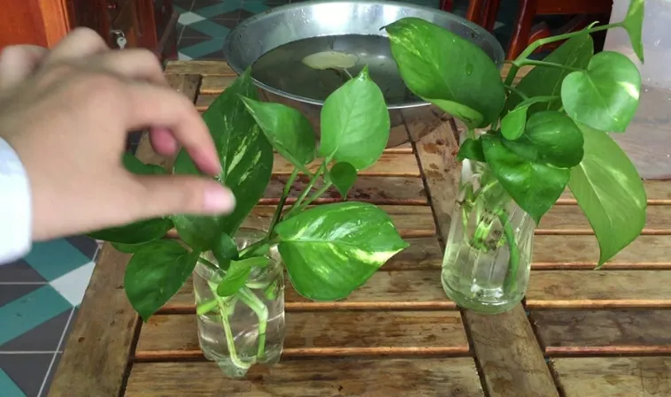 Cây trầu bà rất dễ trồng và không cần chăm sóc quá nhiều