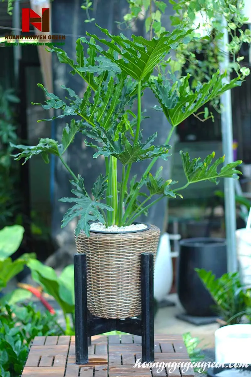 Cây Trầu Bà Thanh Xuân với lá xanh tốt, tượng trưng cho sự phát đạt.