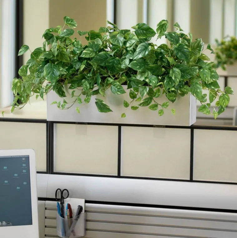 Cây trầu bà thích hợp trang trí tại văn phòng làm việc