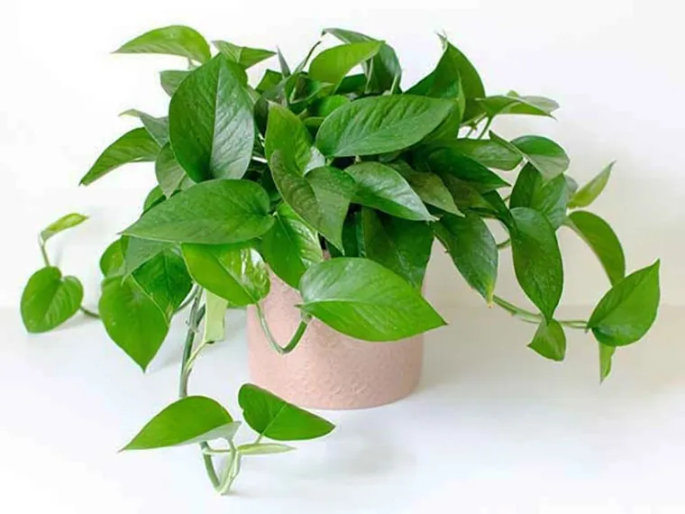 Cây trầu bà xanh