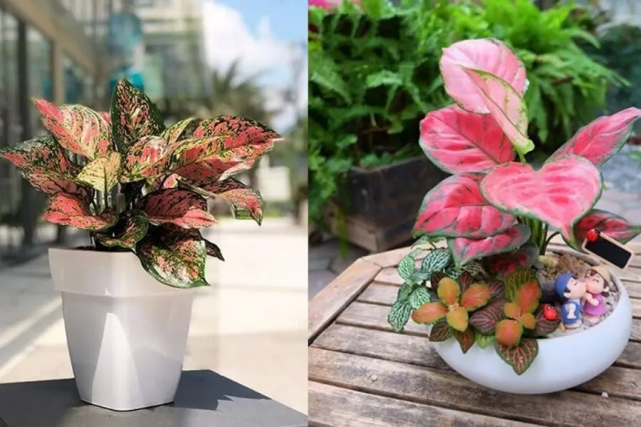 Vạn Lộc có kích thước nhỏ, thích hợp làm cây để bàn.