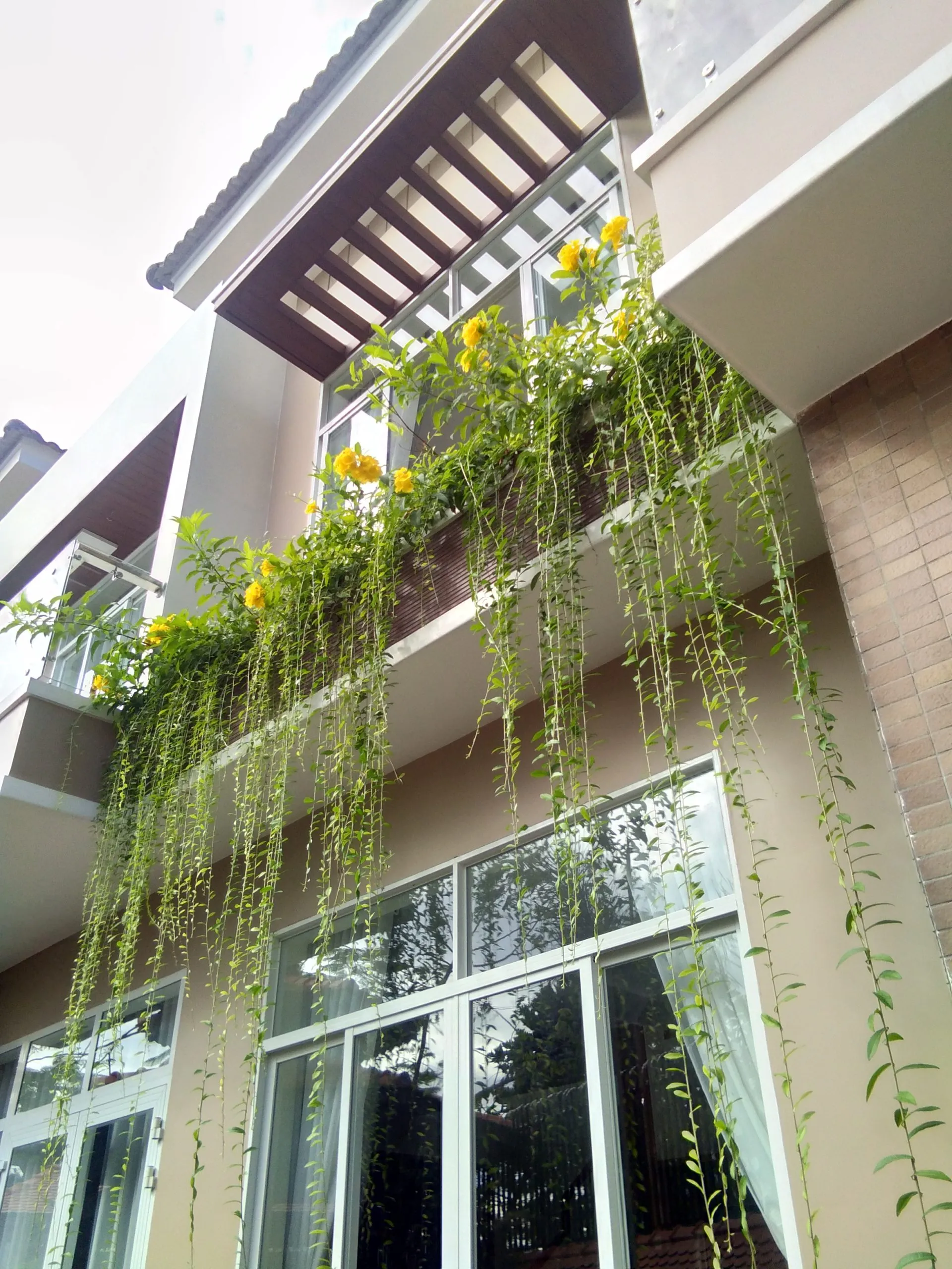 Cây xanh quán cafe Quận 2 - Vị trí thu hút khách hàng