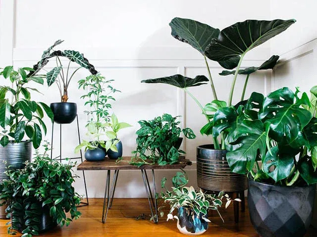 cây xinh chậu cây cảnh xi măng