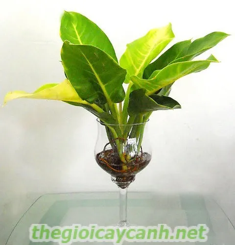 Cây Đa Búp Đỏ mang ý nghĩa thăng tiến trong sự nghiệp