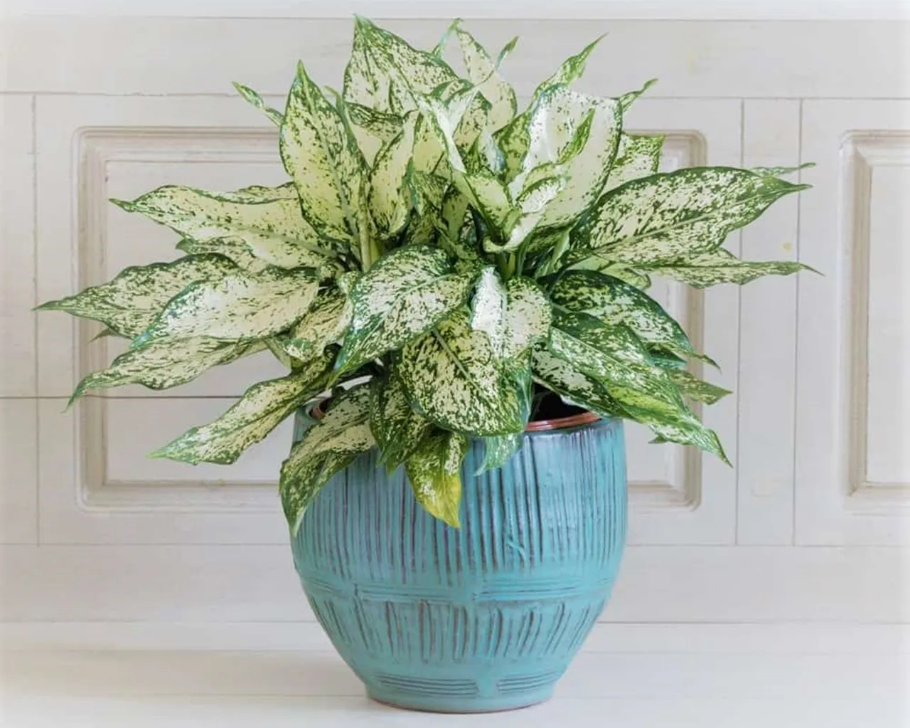 Cây Ngọc Ngân với lá đốm trắng, tượng trưng cho tình yêu