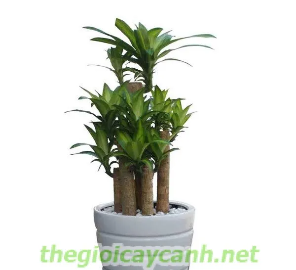 Cây Kim Tiền tượng trưng cho sự phát tài, phát lộc